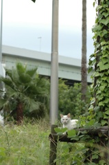 大浜公園のねこ_1