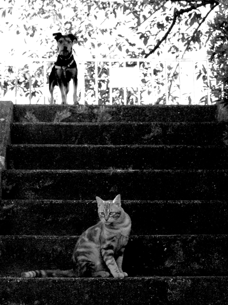 Black&White 05