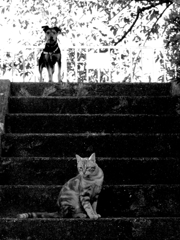 Black&White 05