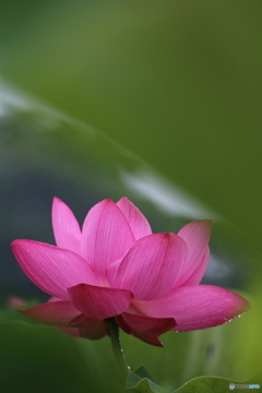 雨上がりの蓮