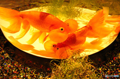 so funny goldfish :D