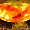 so funny goldfish :D