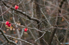 persimmon