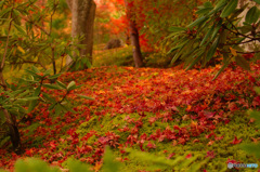 フェアリーの森の秋