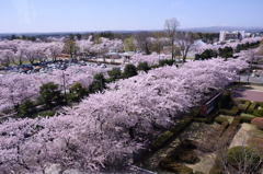 満開の桜