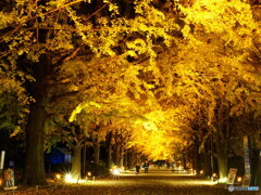 夜のイチョウ並木はゴージャス　P1139072