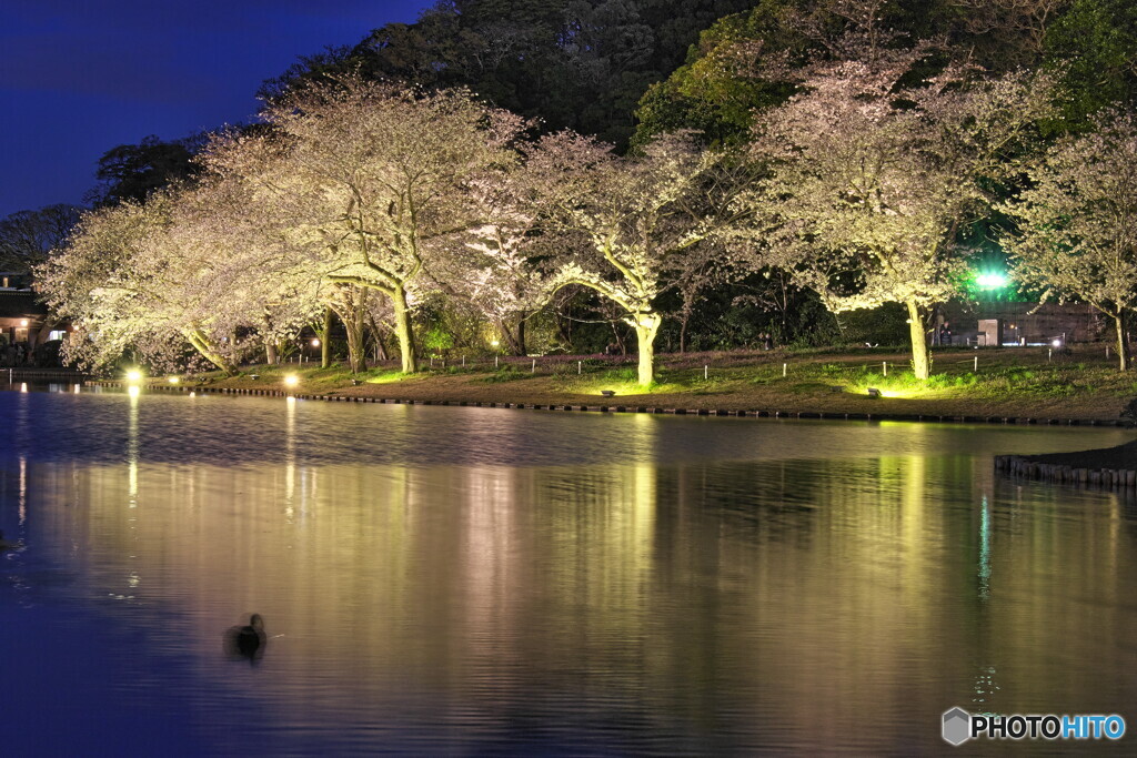 夜桜＃１