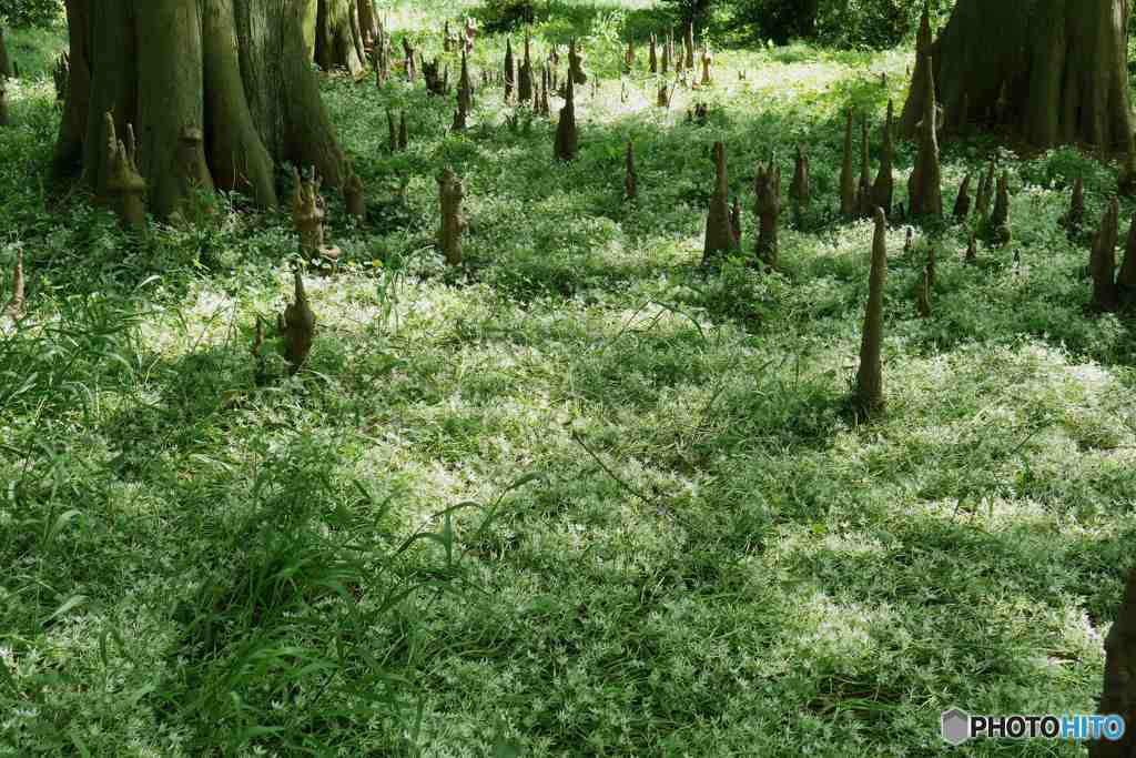 新宿御苑～ラクウショウと気根