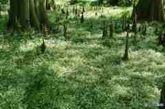 新宿御苑～ラクウショウと気根