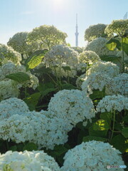 スカイツリーとアナベル＃２