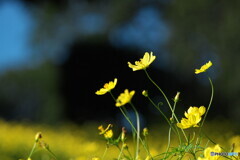 ビタミン色＃２