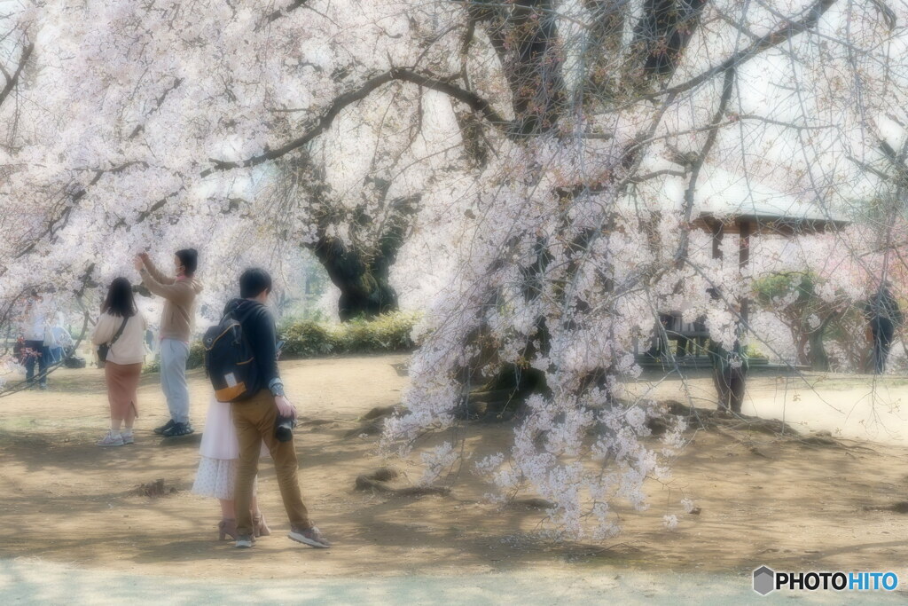 春の佳き日に　P1144656