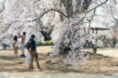 春の佳き日に　P1144656