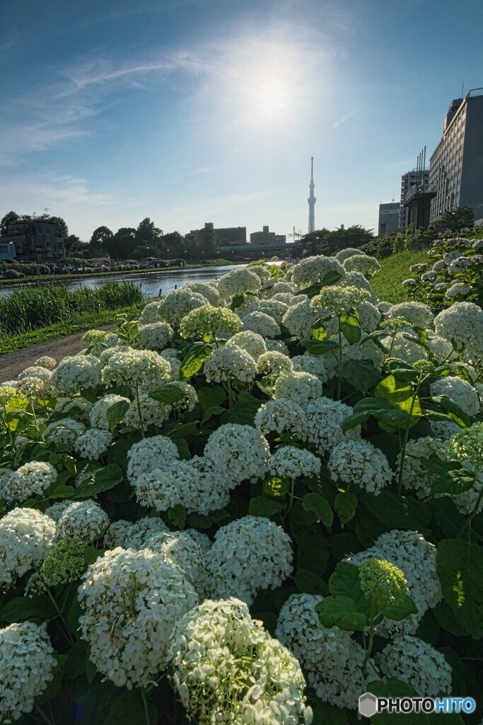 スカイツリーとアナベル＃１