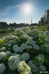 スカイツリーとアナベル＃１