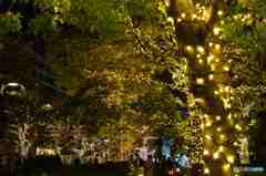 東京ミッドタウンのイルミその2 東京ミッドタウンのイルミその2