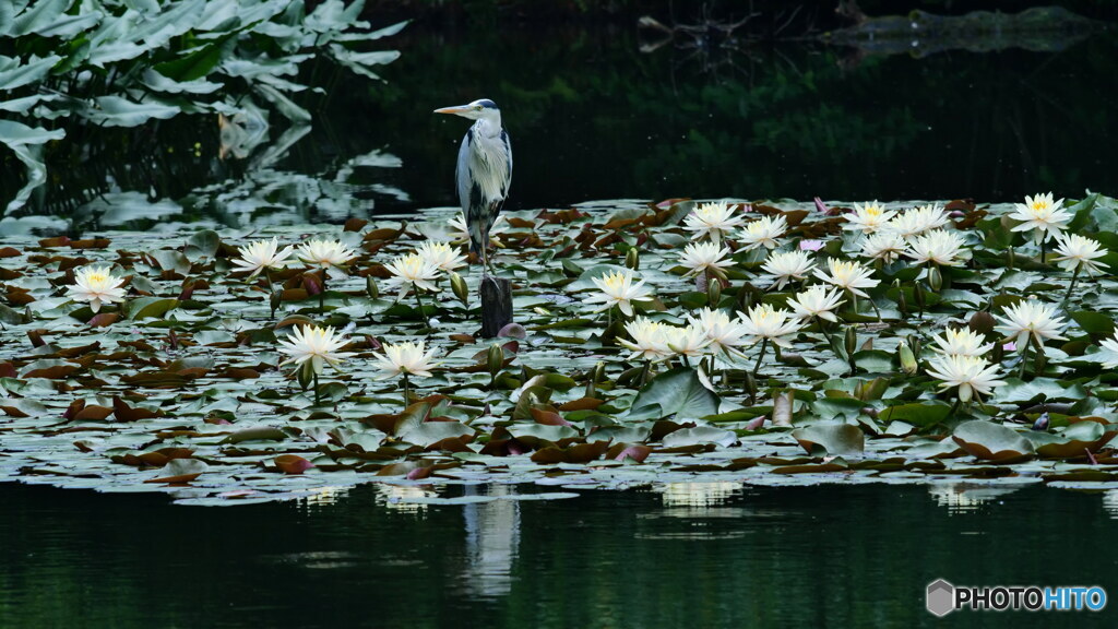 良いモデル　P1157239