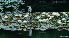 良いモデル　P1157239