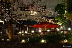 西麻布交差点の夜桜