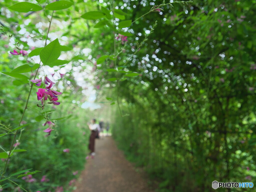 萩のトンネル＃１