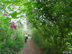 萩のトンネル＃１