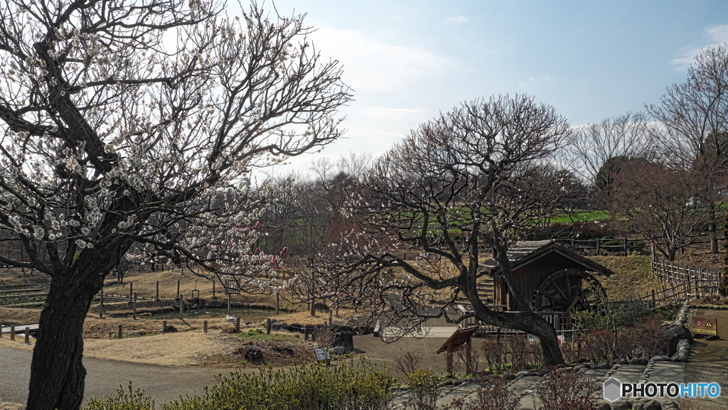 水車小屋の早春　P1209383