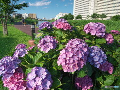 旧中川水辺公園の紫陽花＃１