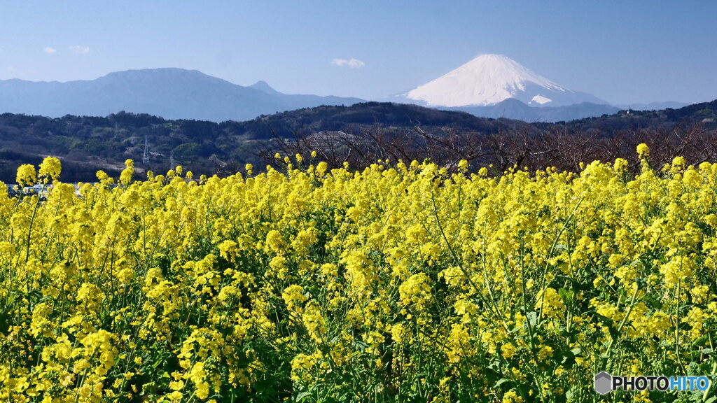 菜の花に富士　P1142117
