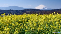 菜の花に富士　P1142117