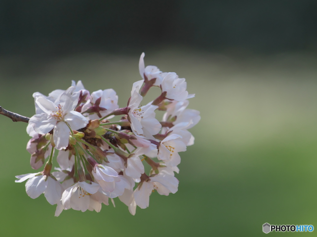 さくら・さくら其の１　P3231654