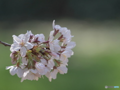 さくら・さくら其の１　P3231654