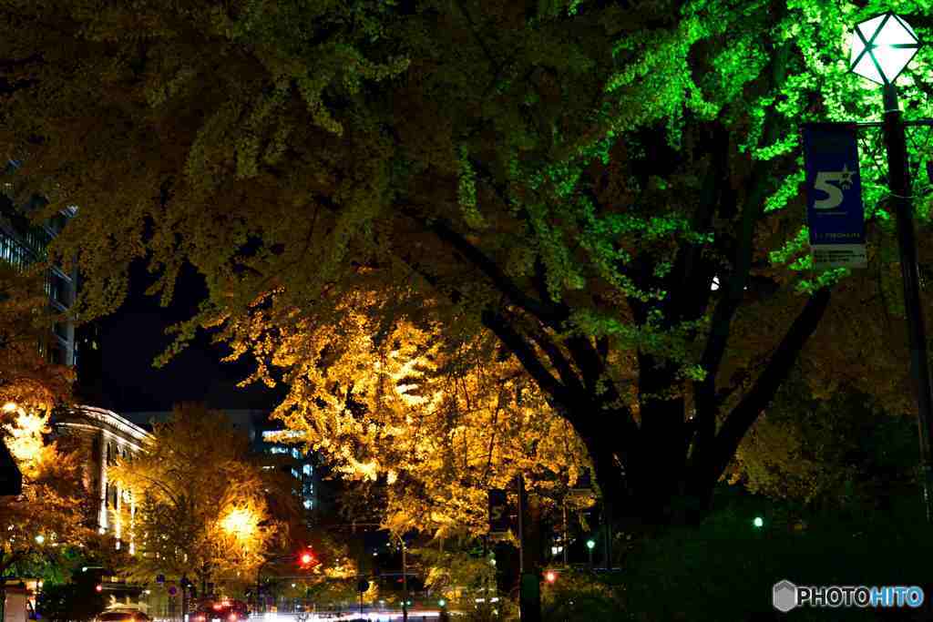 神奈川県庁前のイチョウ通りの夜景