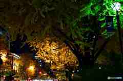 神奈川県庁前のイチョウ通りの夜景