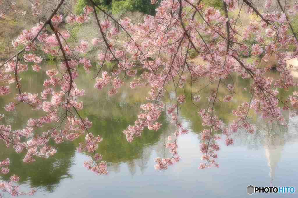 新宿御苑の修善寺寒桜～１