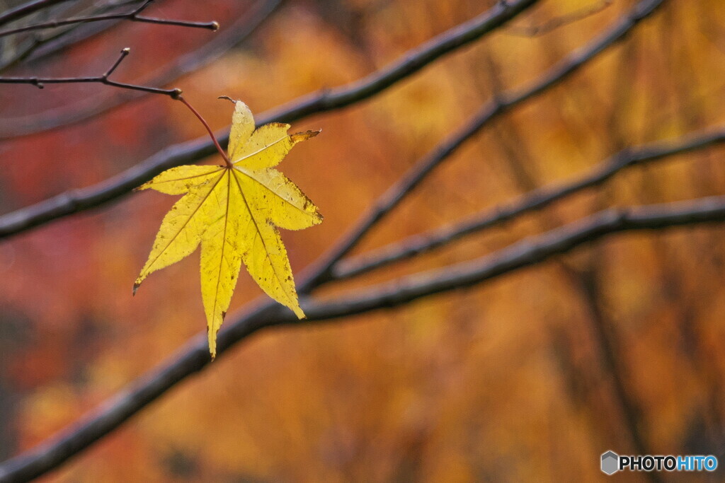 一葉の紅葉