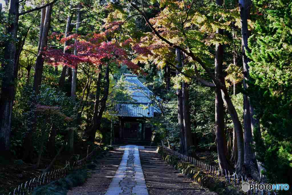 遅れる寿福寺の紅葉