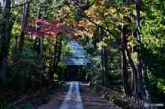 遅れる寿福寺の紅葉