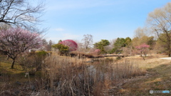 早春　P1209410