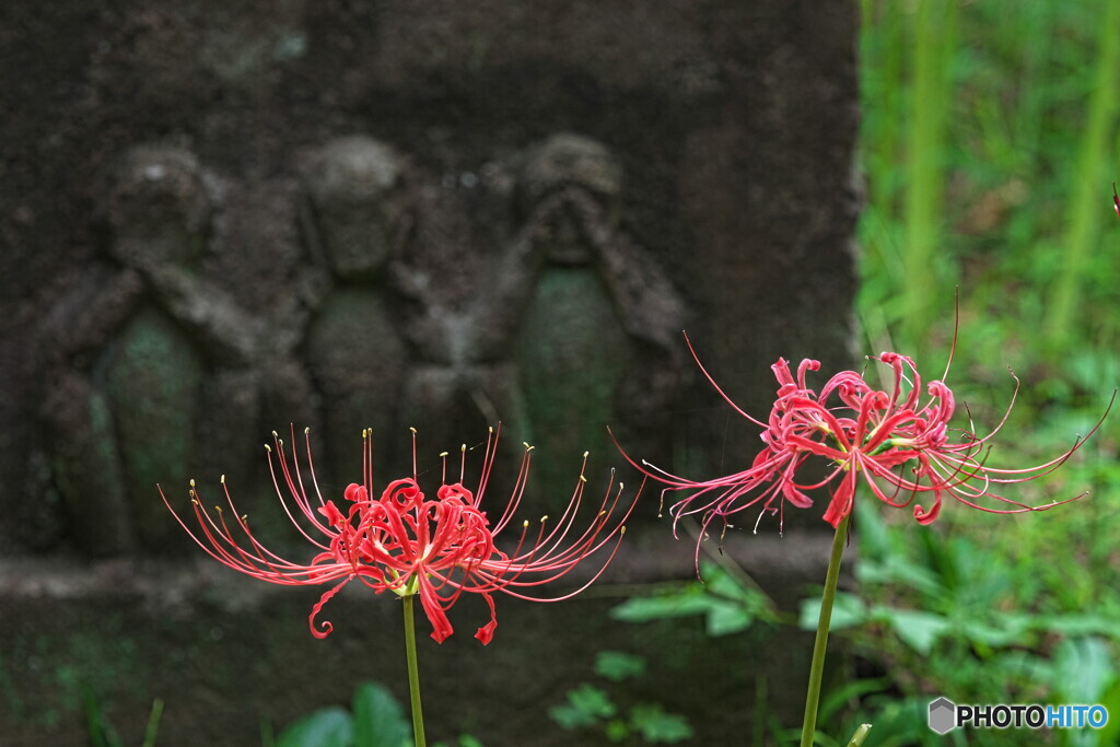 見ざる聞かざる言わざる