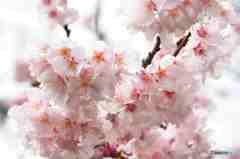 新宿御苑修善寺寒桜~2 新宿御苑修善寺寒桜~2