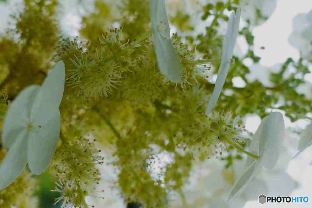 融けるアジサイ