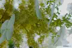 融けるアジサイ