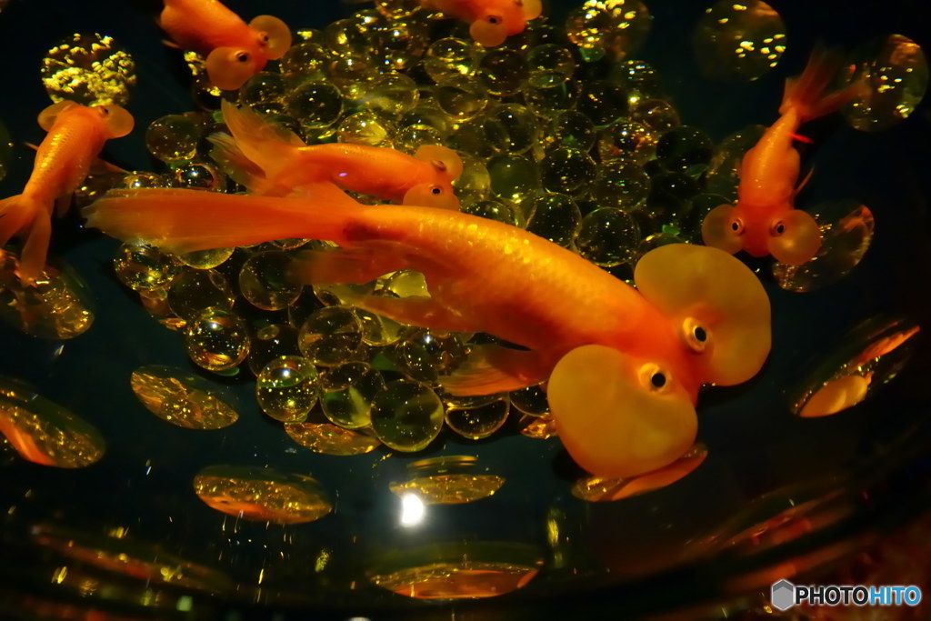 こんな金魚見たことがありますか？P1130351