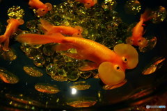 こんな金魚見たことがありますか？P1130351