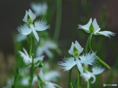 サギソウを愛でる＃３