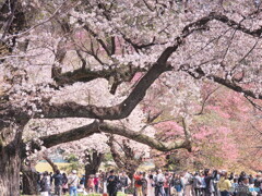 花見客＃１