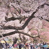 花見客＃１