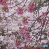 さくら＃１
