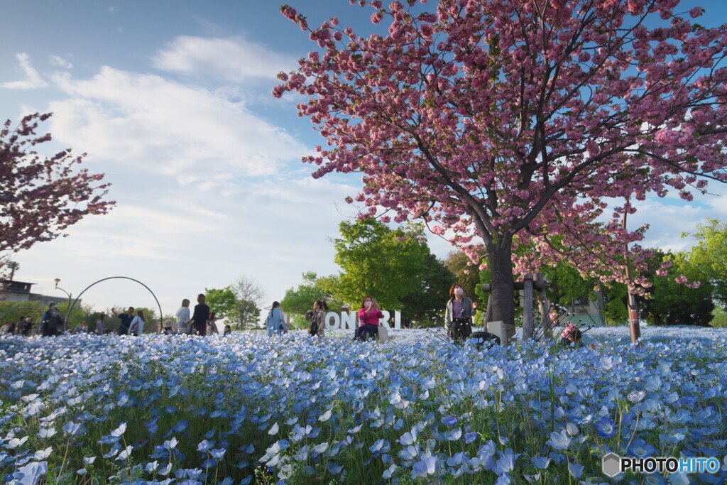 ネモフィラと八重桜”１
