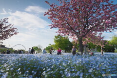 ネモフィラと八重桜”１